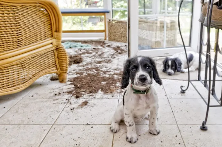 13 Sorprendentes Descubrimientos del Cerebro Canino y su Vínculo con los Humanos