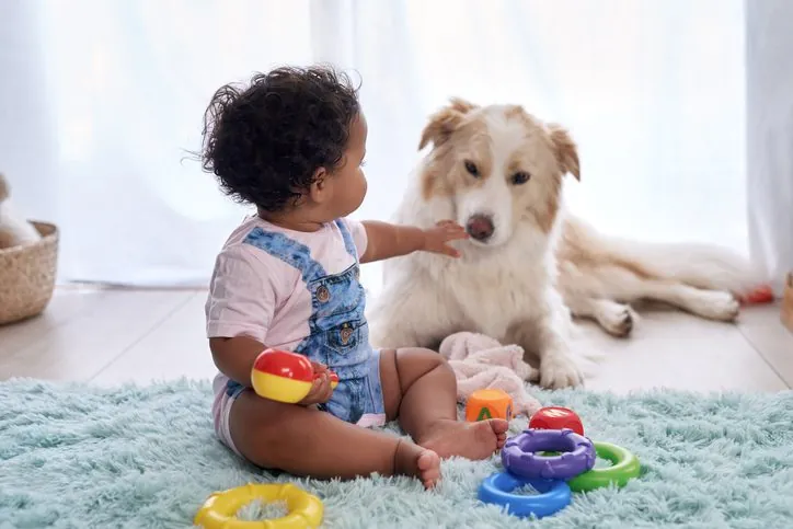 13 Sorprendentes Descubrimientos del Cerebro Canino y su Vínculo con los Humanos