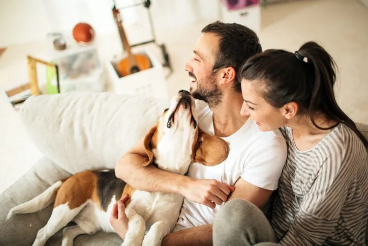 13 Sorprendentes Descubrimientos del Cerebro Canino y su Vínculo con los Humanos