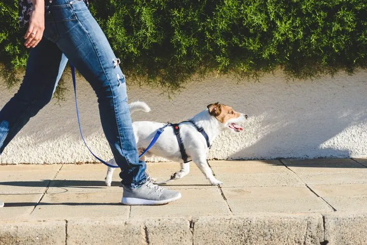 13 Sorprendentes Descubrimientos del Cerebro Canino y su Vínculo con los Humanos
