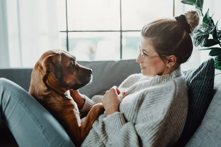 13 Sorprendentes Descubrimientos del Cerebro Canino y su Vínculo con los Humanos