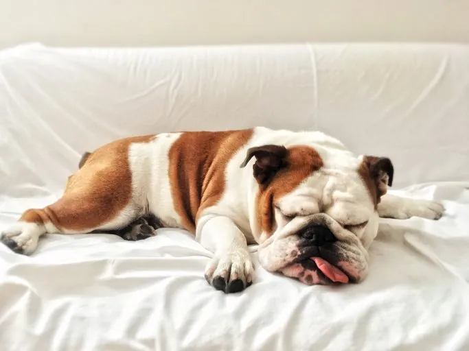 13 Sorprendentes Descubrimientos del Cerebro Canino y su Vínculo con los Humanos