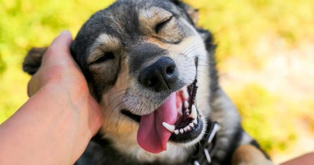 13 Sorprendentes Descubrimientos del Cerebro Canino y su Vínculo con los Humanos