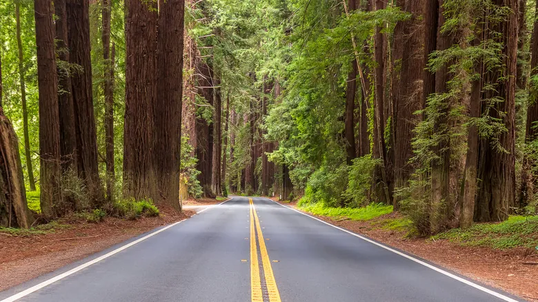 Acampada Inolvidable: Descubre el Encanto del Parque Estatal Navarro River Redwoods sin Reservas