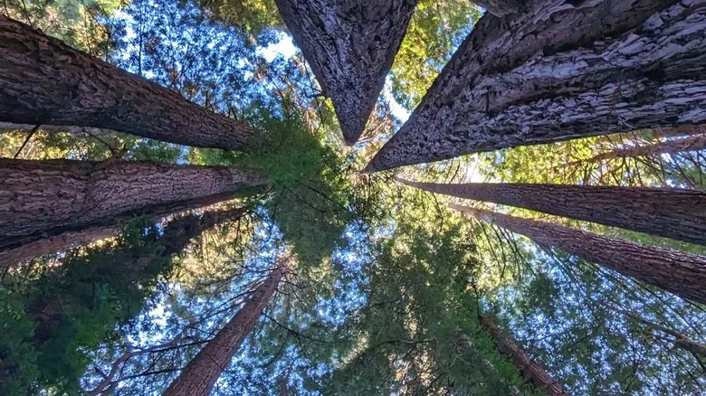 Acampada Inolvidable: Descubre el Encanto del Parque Estatal Navarro River Redwoods sin Reservas