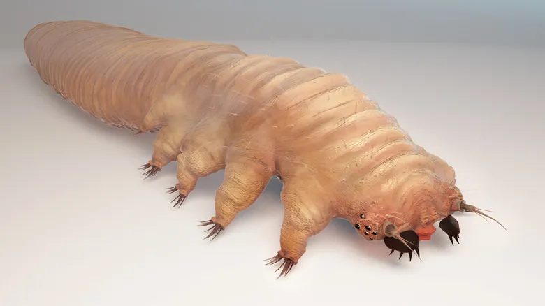 Ácaros Demodex: La Vida Microscópica Oculta en Tu Piel y Sus Secretos