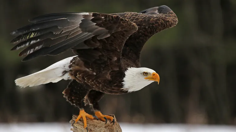 Águila Calva en Alaska: Un Símbolo Nacional de Resiliencia y Majestuosidad