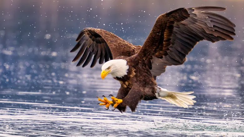 Águila Calva en Alaska: Un Símbolo Nacional de Resiliencia y Majestuosidad