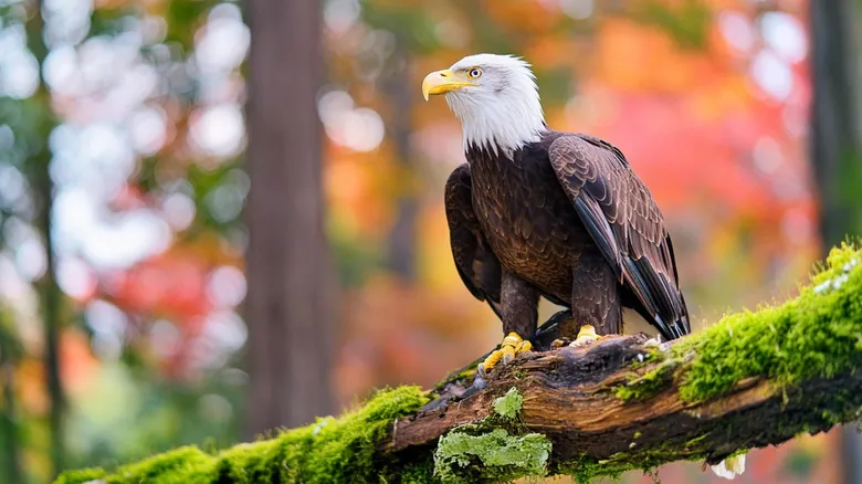 Águila Calva en Alaska: Un Símbolo Nacional de Resiliencia y Majestuosidad