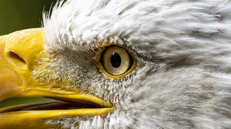 Águila de Haast: El Gigante Depredador Aéreo de Nueva Zelanda y Su Extinción
