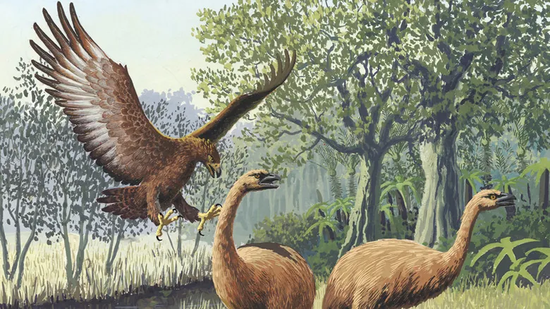 Águila de Haast: El Gigante Depredador Aéreo de Nueva Zelanda y Su Extinción