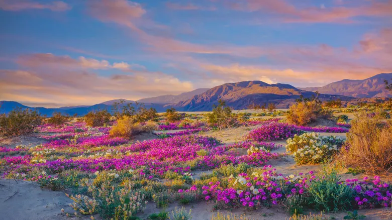 Anza-Borrego: Explora el Tesoro Desértico de California y sus Maravillas Naturales