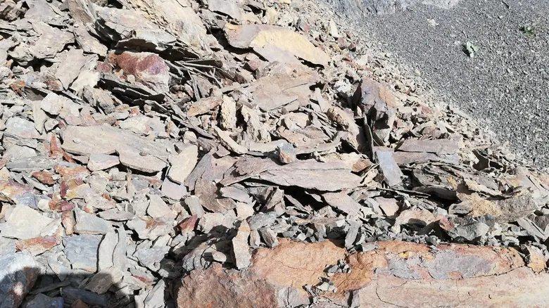 Arthropleura: Revelando los Secretos del Artrópodo Gigante Prehistórico