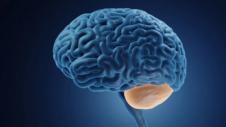 Asombrosa Resiliencia Cerebral: Casos Reales de Supervivencia tras Lesiones Severas