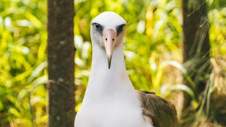 Aves Centenarias: Descifrando los Secretos de la Longevidad en el Reino Aviar