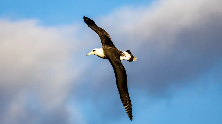 Aves Centenarias: Descifrando los Secretos de la Longevidad en el Reino Aviar