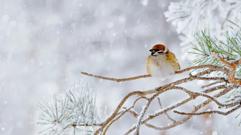 Aves Centenarias: Descifrando los Secretos de la Longevidad en el Reino Aviar
