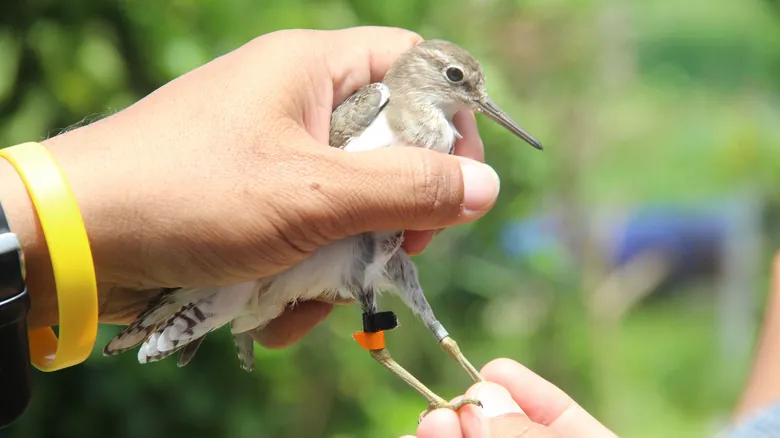 Aves Centenarias: Descifrando los Secretos de la Longevidad en el Reino Aviar