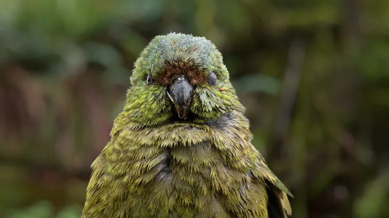 Aves Centenarias: Descifrando los Secretos de la Longevidad en el Reino Aviar