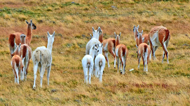 Aves del Terror: Depredadores Gigantes y su Huella Hipotética en la Tierra Actual
