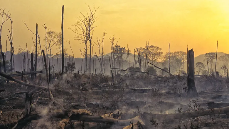 Aves del Terror: Depredadores Gigantes y su Huella Hipotética en la Tierra Actual