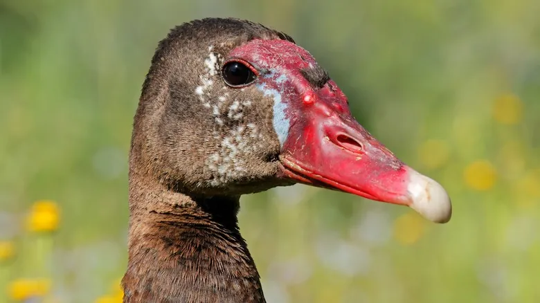 Aves Tóxicas: Un Secreto Mortal en el Mundo Alado y Sus Sorprendentes Defensas