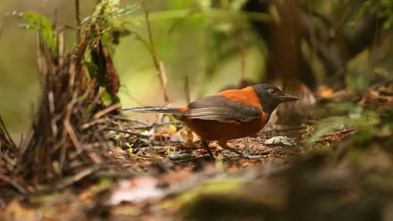 Aves Tóxicas: Un Secreto Mortal en el Mundo Alado y Sus Sorprendentes Defensas
