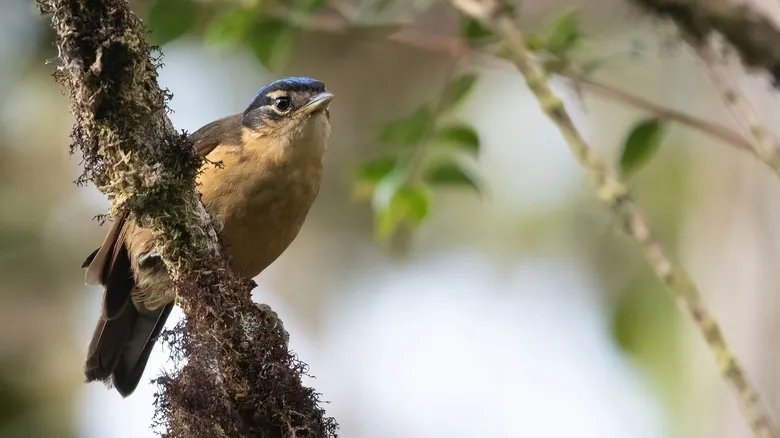 Aves Tóxicas: Un Secreto Mortal en el Mundo Alado y Sus Sorprendentes Defensas