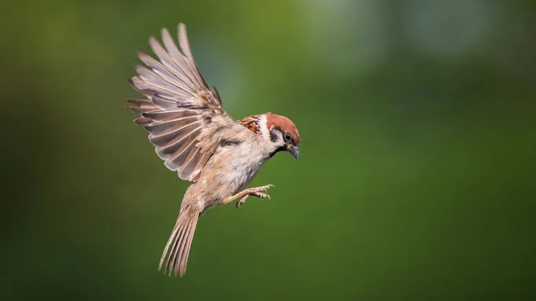 Aves y Ventanas: Guía Completa para Prevenir Colisiones Mortales en el Hogar
