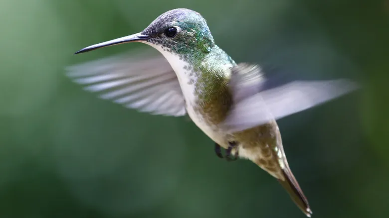 Aves y Ventanas: Guía Completa para Prevenir Colisiones Mortales en el Hogar