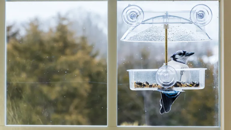 Aves y Ventanas: Guía Completa para Prevenir Colisiones Mortales en el Hogar