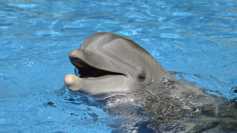Avistamiento de Delfines en Florida: La Fascinante Conexión con las Estelas Marinas