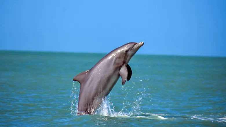 Avistamiento de Delfines en Florida: La Fascinante Conexión con las Estelas Marinas
