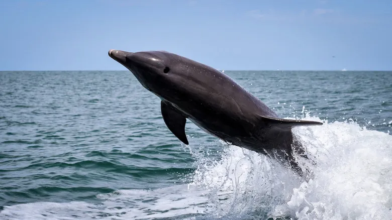 Avistamiento de Delfines en Florida: La Fascinante Conexión con las Estelas Marinas