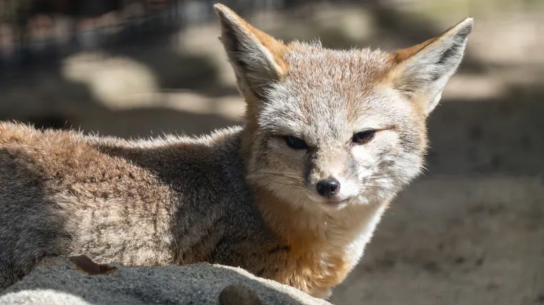 Biodiversidad en California: Desafíos Críticos y Esfuerzos de Conservación