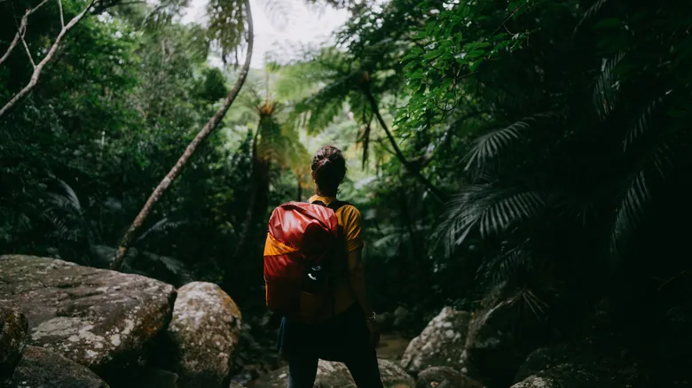 Bosques Tropicales: Santuarios de Biodiversidad Amenazados por el Cambio Climático Global