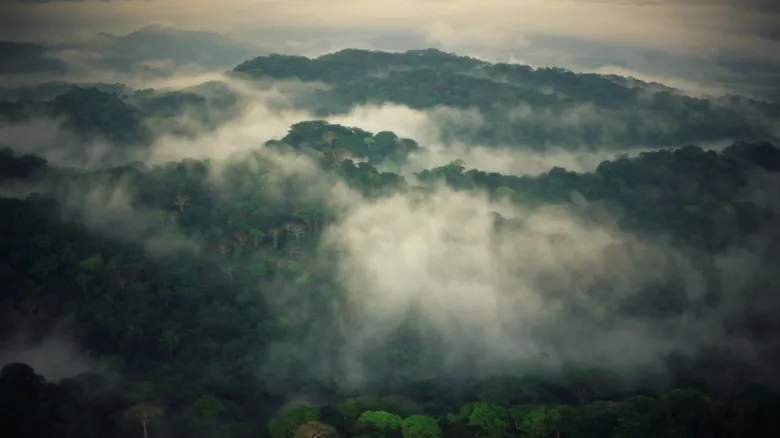 Bosques Tropicales: Santuarios de Biodiversidad Amenazados por el Cambio Climático Global