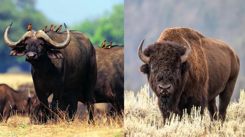 Búfalos y Bisontes: Desvelando la Verdad de Dos Íconos Salvajes