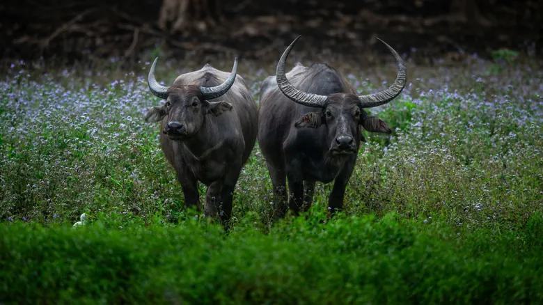 Búfalos y Bisontes: Desvelando la Verdad de Dos Íconos Salvajes