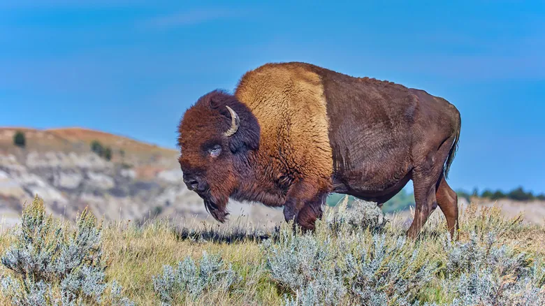 Búfalos y Bisontes: Desvelando la Verdad de Dos Íconos Salvajes