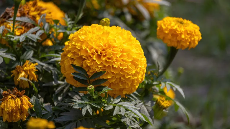 Caléndulas: El Aliado Estratégico y Natural para un Jardín Libre de Plagas