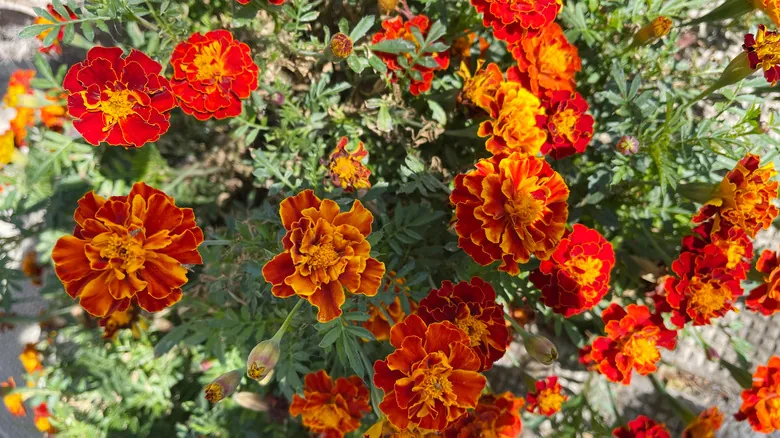 Caléndulas: El Aliado Estratégico y Natural para un Jardín Libre de Plagas