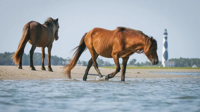 Cape Lookout National Seashore: Explora la Belleza Salvaje de las Outer Banks