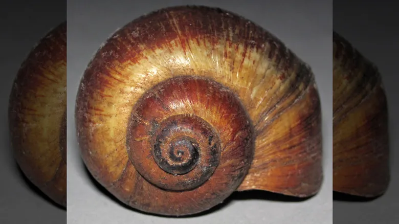 Caracol Manzana Invasor: Amenaza Silenciosa para Ecosistemas y Salud Humana