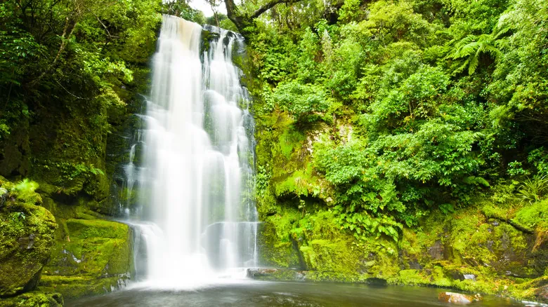 Cataratas McLean: Guía Completa para Explorar la Joya Escondida de Catlins, Nueva Zelanda