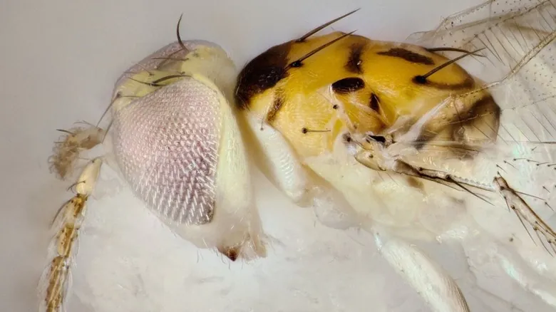 Chrysonotomyia Susbelli: El Asombroso Mundo de las Avispas Parásitas y el Descubrimiento de Especies Ocultas