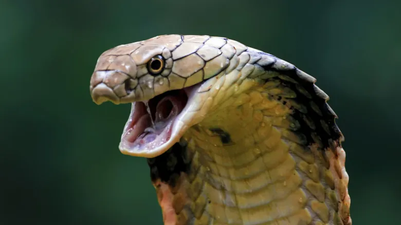 Cobra Rey: El Impacto Letal de la Serpiente Venenosa Más Larga del Mundo
