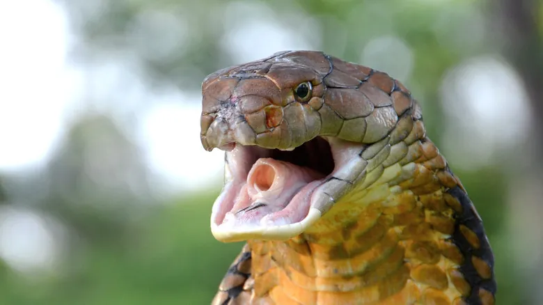 Cobra Rey: El Impacto Letal de la Serpiente Venenosa Más Larga del Mundo