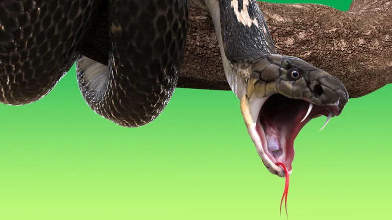 Cobra Rey: El Impacto Letal de la Serpiente Venenosa Más Larga del Mundo