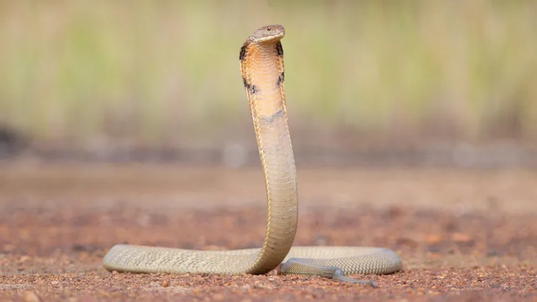 Cobra Rey: El Impacto Letal de la Serpiente Venenosa Más Larga del Mundo